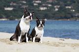 BOSTON TERRIER 290